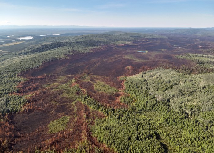 This aerial photo is looking over a forested area where a wildfire occured.
