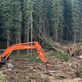 Heavy equipment covers a fireline with vegetative material in a forested area.