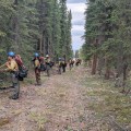 NPS Module and the Mat Su Fire Crew line up to grid through the black spruce near Tok to find any holdover fires. PC: T.Solomon/DOF