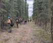 NPS Module and the Mat Su Fire Crew line up to grid through the black spruce near Tok to find any holdover fires. PC: T.Solomon/DOF