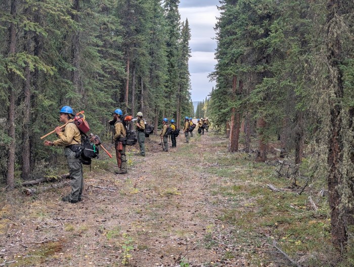 NPS Module and the Mat Su Fire Crew line up to grid through the black spruce near Tok to find any holdover fires. PC: T.Solomon/DOF
