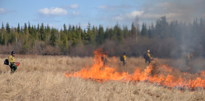 2025 Prescribed burn of Creamer's Field - DFFP Wildland Firefighters use drip torches to burn Creamer's Field.