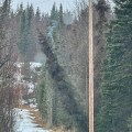 A tree smolders on an active power line.