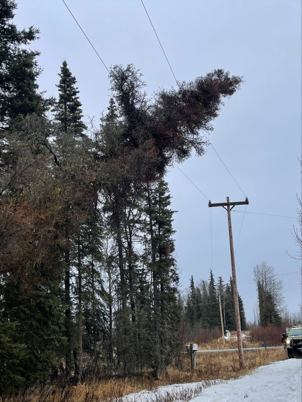 A tree is on an active power line.