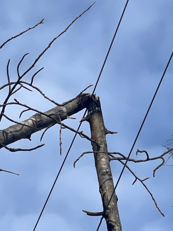 A portion of a tree hangs on a powerline.