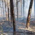 This photo shows the burned area of a wildland fire.