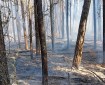 This photo shows the burned area of a wildland fire.