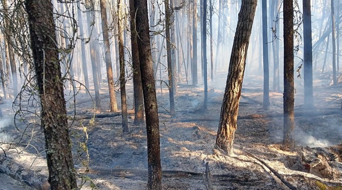 This photo shows the burned area of a wildland fire.