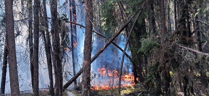 This photo shows trees burning in a wildland fire.