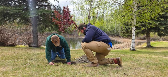 State Forester Jeremy Douse, along with Forest Inventory Lead, Dave Rhodes plant a tree outside of Department of Natural Resources in Fairbanks Alaska. 2025
