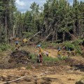 Fairbanks 1 Type 2 Crew cutting out trees on Starry Fire (#234)
