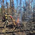 A Southwest 1 firefighter uses a drip torch to ignite a pile of hazard trees during mop up operations on the Granite Fire. The surrounding forest shows a burned landscape with standing trees and clear blue skies overhead.