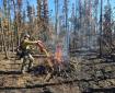 A Southwest 1 firefighter uses a drip torch to ignite a pile of hazard trees during mop up operations on the Granite Fire. The surrounding forest shows a burned landscape with standing trees and clear blue skies overhead.