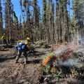 SW1 Firefighter piles and burns hazard trees on the Granite Fire.