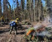 SW1 Firefighter piles and burns hazard trees on the Granite Fire.