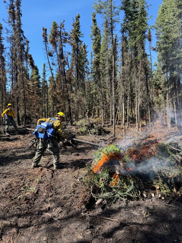 SW1 Firefighter piles and burns hazard trees on the Granite Fire.