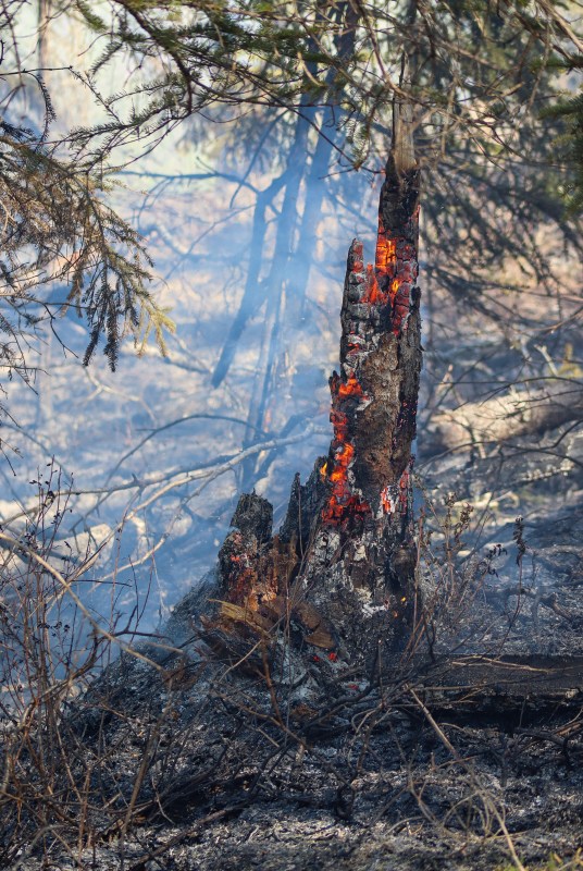 Tree stump burning in Mastadon Fire (#131).