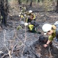 Wildland firefighters cold trail a forested burned area.
