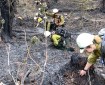 Wildland firefighters cold trail a forested burned area.