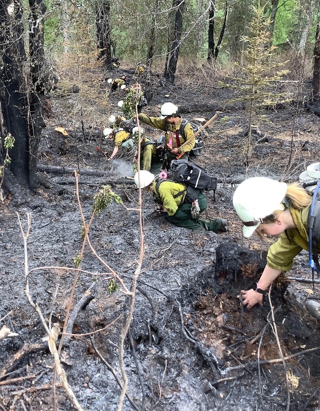 Wildland firefighters cold trail a forested burned area.
