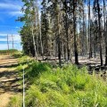 Photo of northern edge of Grandview Fire along transmission line corridor. Right side is burnt, while left side of corridor is green.