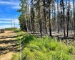 Photo of northern edge of Grandview Fire along transmission line corridor. Right side is burnt, while left side of corridor is green.