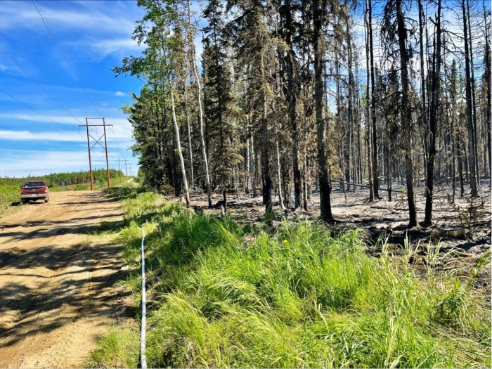 Photo of northern edge of Grandview Fire along transmission line corridor. Right side is burnt, while left side of corridor is green.
