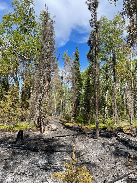 Photo of burned area surrounded by green vegetation.