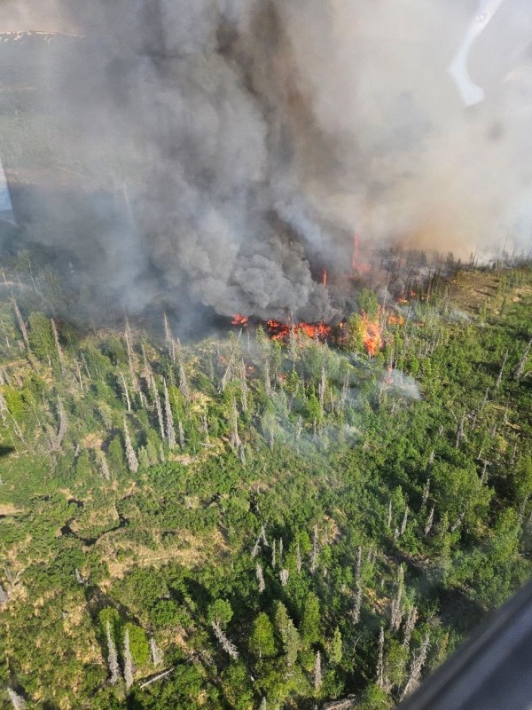 Photo of fire burning in black spruce taken from helicopter.