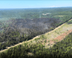 Photo of Grandview Fire (burnt, blackened area surrounded by green trees) taken from helicopter. The fuel break, a cleared strip of land, can be seen along the northern edge of the fire perimeter. The fire perimeter stops at the fuel break.