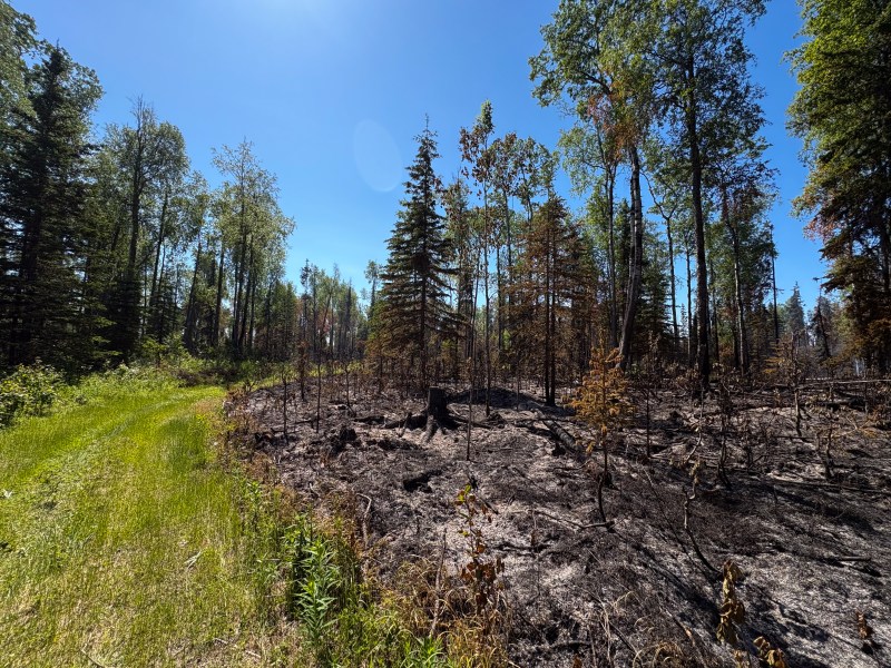 Photo of fire perimeter. Right side of picture is black and burnt, while lefts side remains green.