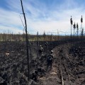 Wildland firefighters in the burned area of a wildland fire.