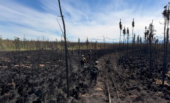 Wildland firefighters in the burned area of a wildland fire.