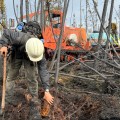 White Mountain Crewmember feels for any remaining heat along the Rapeseed Fire outside of Delta Junction on June 24 2026