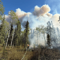 A firefighter uses a hose to spray down the edge of a forest fire while a large column of smoke looms in the background.