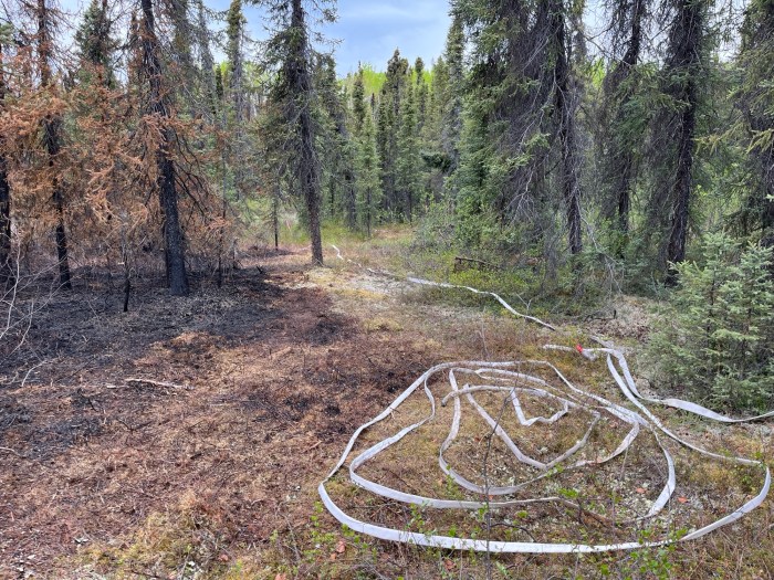 Coiled hose lays on a forest floor and stretched out along a fire line between a burned section of the forest and a green, untouched portion.