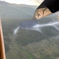 Aerial view of smoke rising from the Truce Fire on a steep hillside. An airplane wingtip is visible on the left side of the photo.