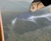 Aerial view of smoke rising from the Truce Fire on a steep hillside. An airplane wingtip is visible on the left side of the photo.