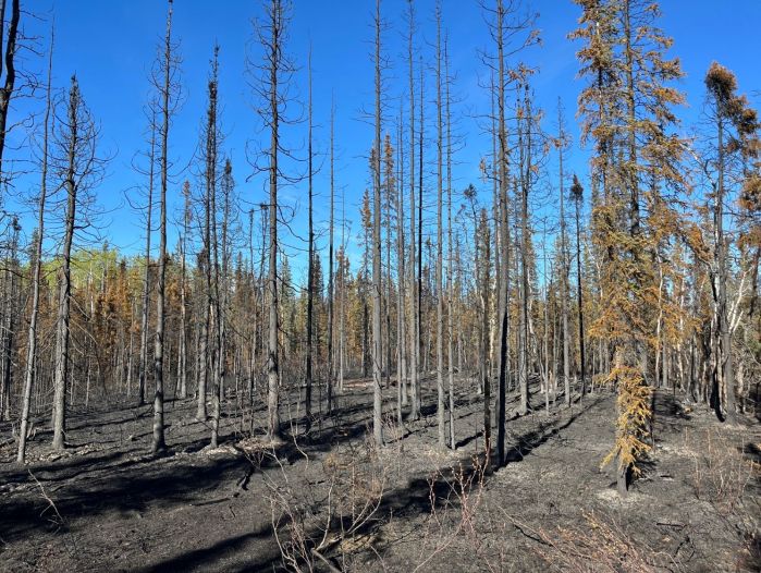 A blacked section of a forest fire.