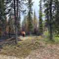 A person carries multiple hoses through a forest that is partially burned by a wildfire