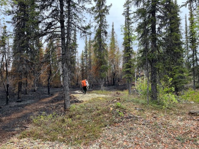 A person carries multiple hoses through a forest that is partially burned by a wildfire