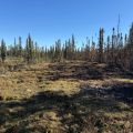 A wide swatch of land cleared of trees in a forest.