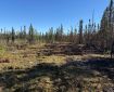 A wide swatch of land cleared of trees in a forest.