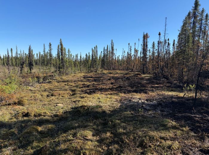 A wide swatch of land cleared of trees in a forest.