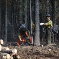 Firefighters wearing protective gear and using chainsaws cut down spruce trees and stacking them in a nearby log pile.
