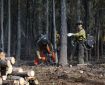 Firefighters wearing protective gear and using chainsaws cut down spruce trees and stacking them in a nearby log pile.