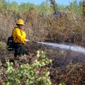A firefighter wearing bright yellow shirt and hard hat uses a hose to spray down burned brush.