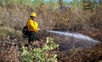 A firefighter wearing bright yellow shirt and hard hat uses a hose to spray down burned brush.