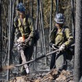 Two ash covered wildland firefighters -- one using a saw and the other pick up felled trees, work in a burned forest.