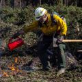 A firefighter holding a tool in one hand and a red drip torch in his other hand lights woody debris on fire.
